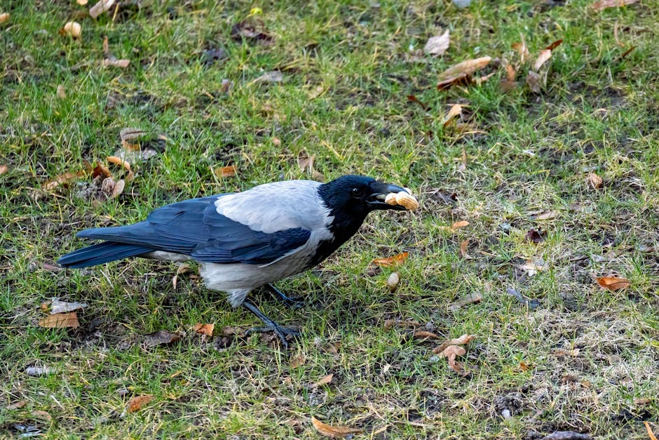 Feeding Ravens Safely: What You Should and Shouldn't Give Them