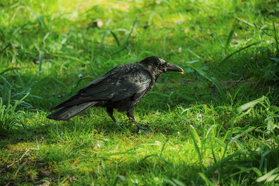 Ravens in British Culture: From Bad Omens to Beloved Birds