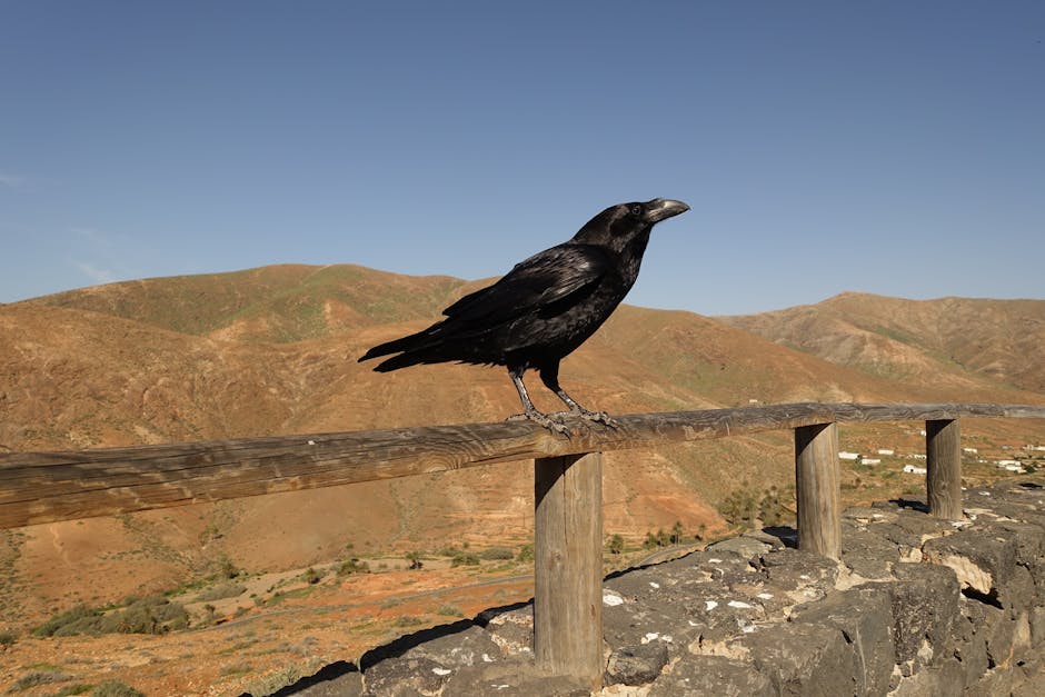 Understanding Raven Behaviour: Why They're Smarter Than You Think